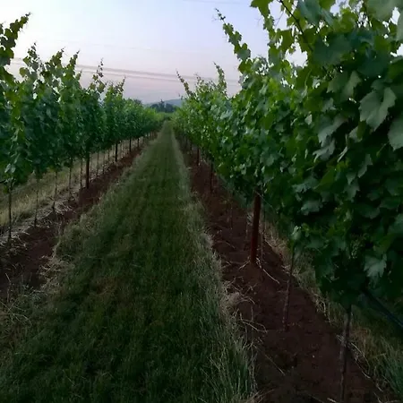 Holiday home Casa Vacanze La Vigna *